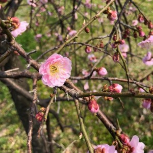 IMG_7981
