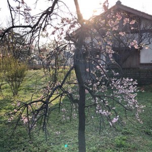 IMG_8003